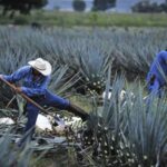 Nuevas reglas para aplicar beneficios a trabajadores eventuales del campo